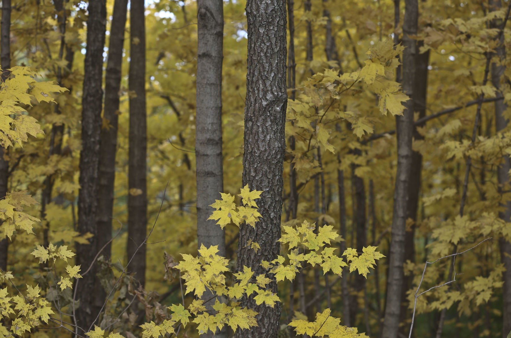 2018: Autumn Around Lake Decatur